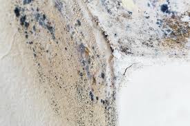 Best Black Mold Removal  in , TN